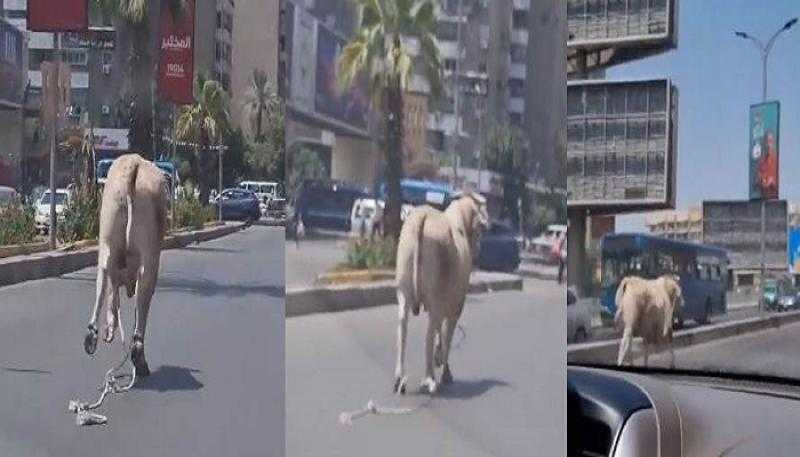 «مشهد كل عيد فى مصر» العجل هرب وطلع الكوبري | فيديو