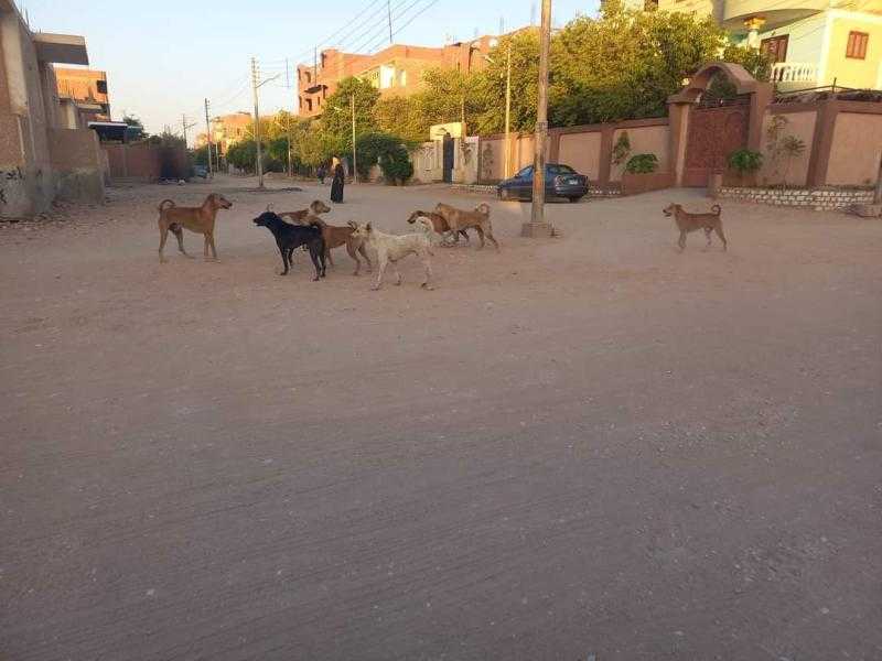 الكلاب الضالة تهدد حياة مواطني بركة في قنا.. والأهالي: يناشدون المحافظ للتدخل