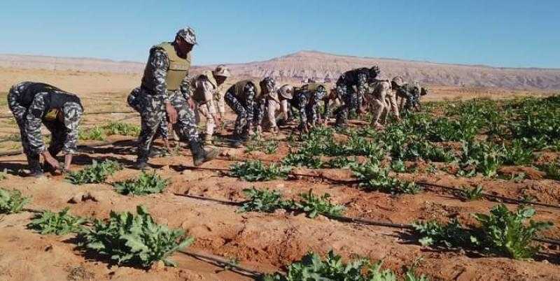 الجيش الثالث الميداني يُدمر ”حدائق المخدارات” بجنوب سيناء