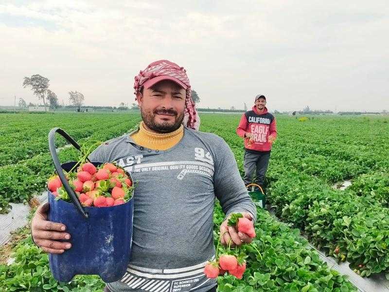 بالفيديو| «الذهب الأحمر» يزين أراضي البحيرة.. «الفراولة» تتربع على عرش الصادرات الزراعية للخارج