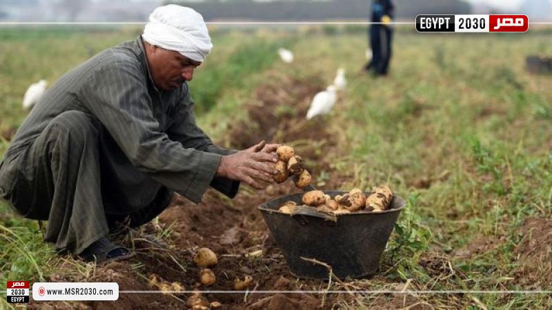 مزارع يحصد البطاطس-صورة أرشيفية