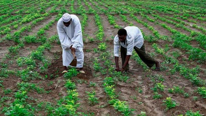 تشوهات كبيرة.. المحاصيل الصيفية في خطر والمجاعات تزداد في السودان