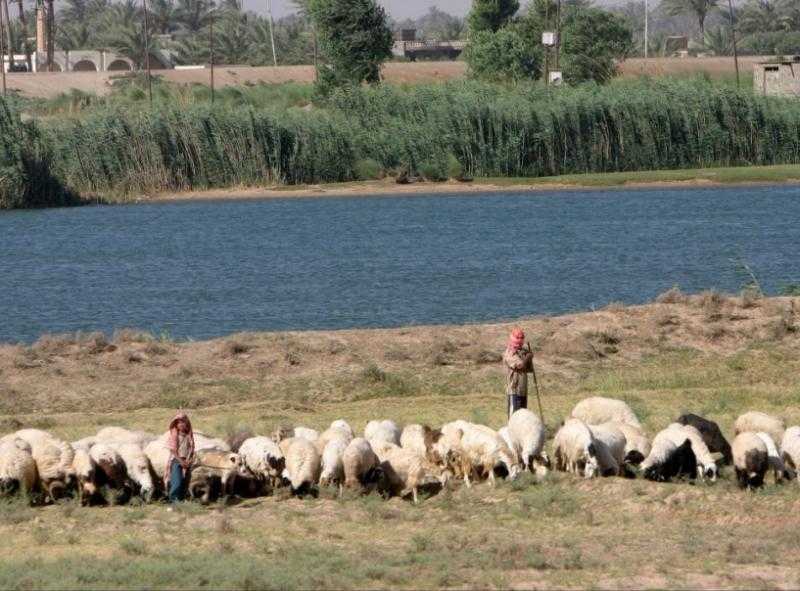 الصين توقف استيراد المنتجات الحيوانية من العراق بسبب مرض «اللسان الأزرق».. ما القصة؟