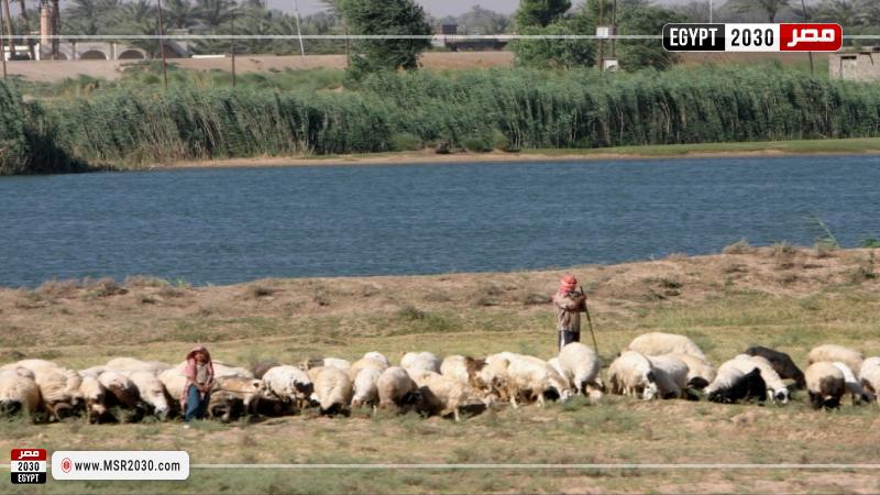 مرض اللسان الأزرق يصيب الماشية