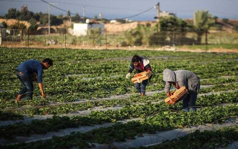 بالأرقام.. تعرف على جهود الدولة في دعم قطاع الزراعة