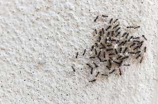 وصفات طبيعية للتخلص من مشكلة النمل