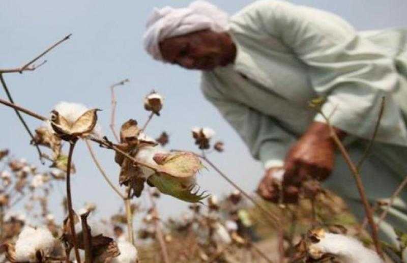 ”بحوث القطن” يصدر نصائح وإجراءات عاجلة لمزارعي القطن للتعامل مع الموجة الحارة