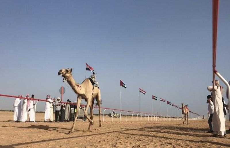 تفاصيل استمرار سباق «الهجن» بمهرجان العلمين الجديدة