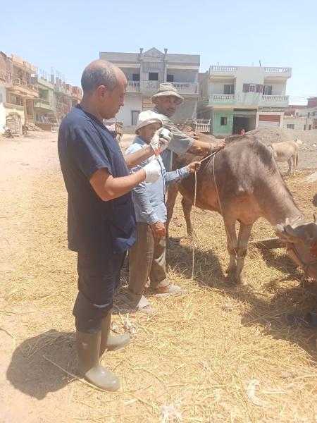 الزراعة: علاج وفحص ٩٦٠ رأس ماشية مجانا لدي صغار المربين في بور سعيد