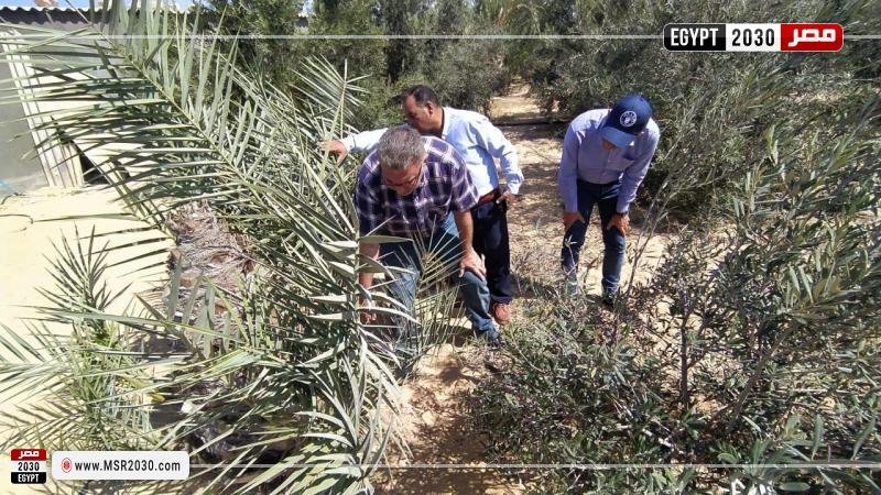 الزراعة تتابع المحاصيل ومنظومة مكافحة الآفات الزراعية