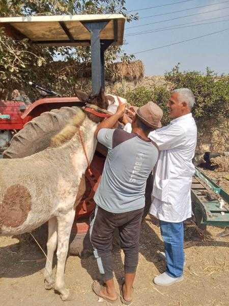 جامعة الزقازيق توجه قافلة بيطرية مجانية لقرية الطيبة بالشرقية