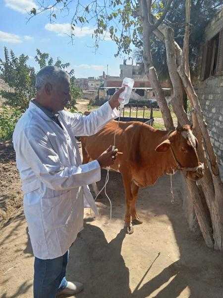 جامعة الزقازيق توجه قافلة بيطرية لقرية العباسة مركز أبو حماد بالشرقية