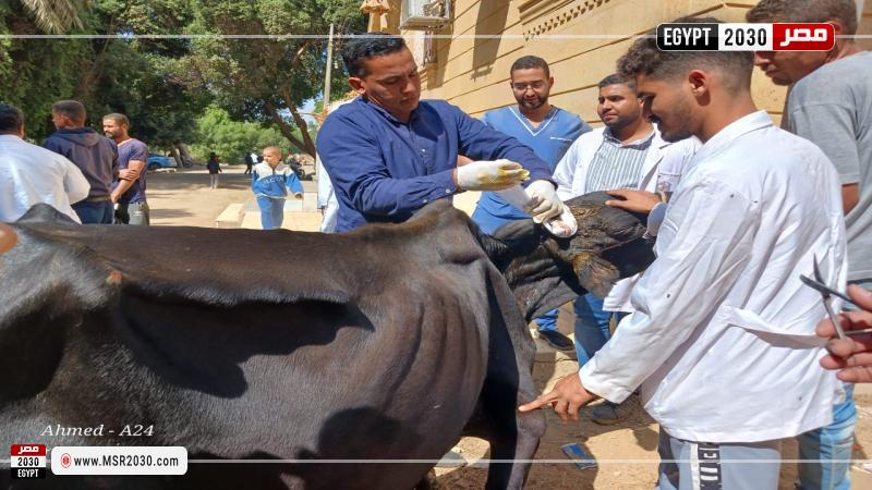 جامعة سوهاج 