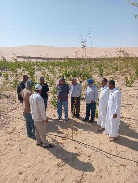 بحوث الصحراء بالتعاون مع أكساد يطلقان مشروع تثبيت الكثبان الرملية لمجابهة التغيرات المناخية في واحة سيوة