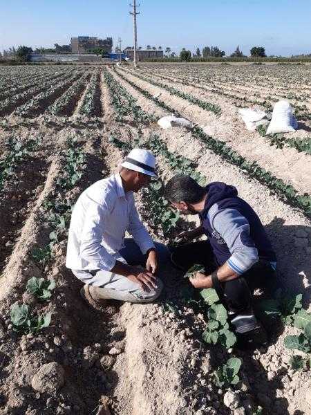 الزراعة تقدم الدعم الفني لمزارعي البساتين في الإسكندرية